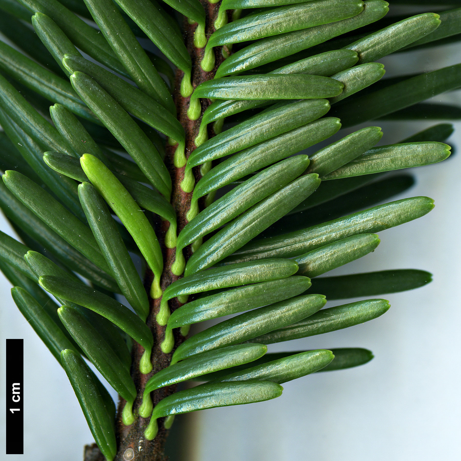 High resolution image: Family: Pinaceae - Genus: Abies - Taxon: forrestii - SpeciesSub: var. georgei